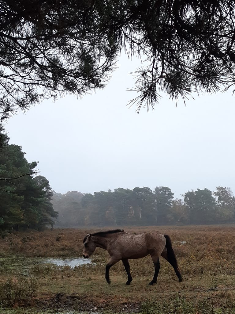 winter gloom in New Forest
