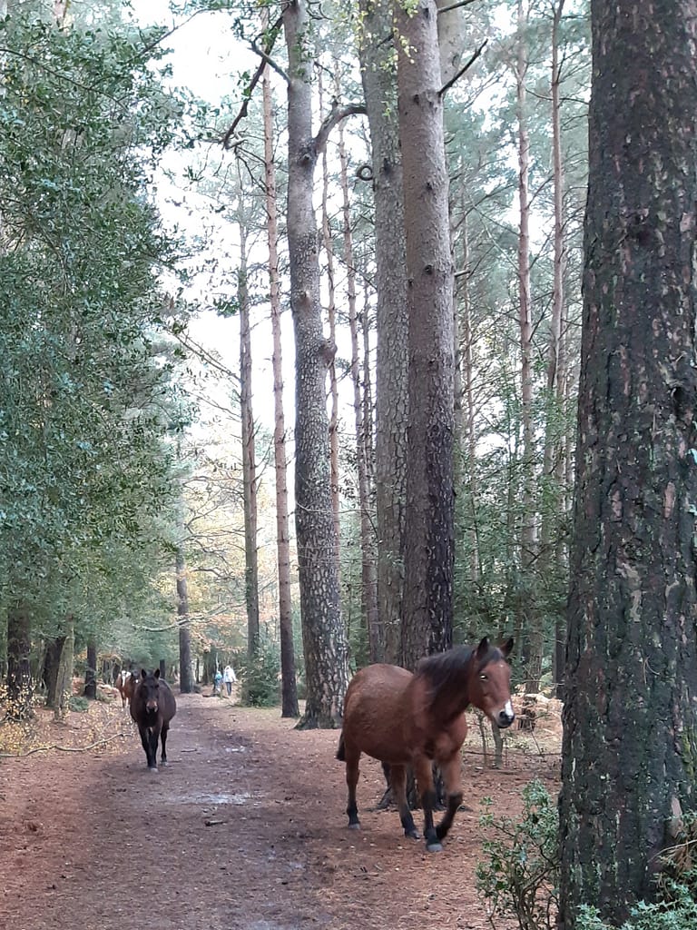 Wild ponies