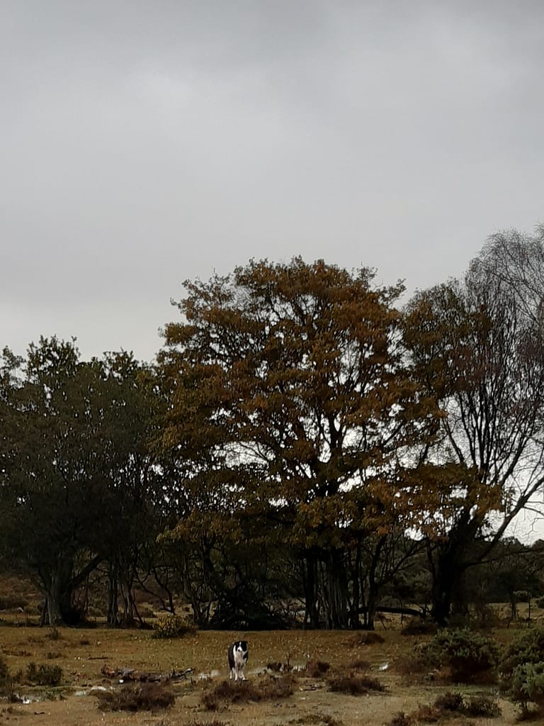 streamside woodland