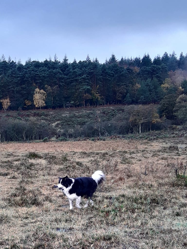 Cwtch Collie on Crockford Heath