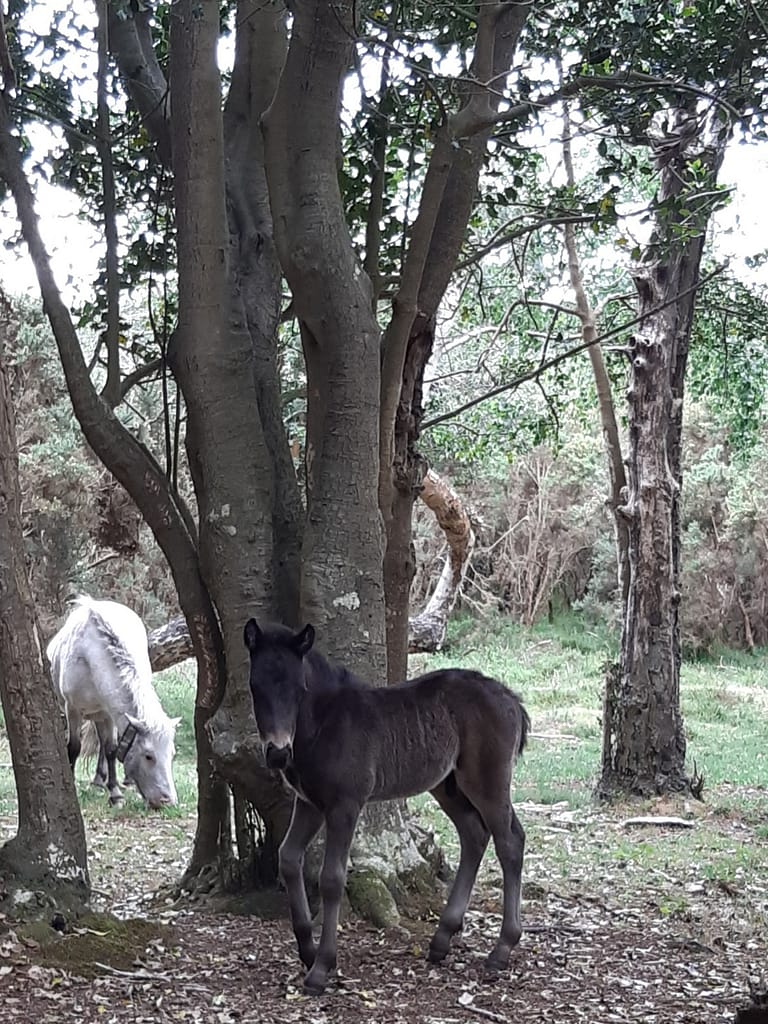 foal in the copse