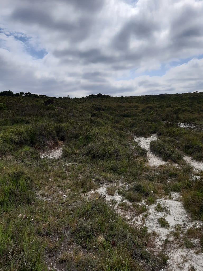 across Hinchelsea Moor