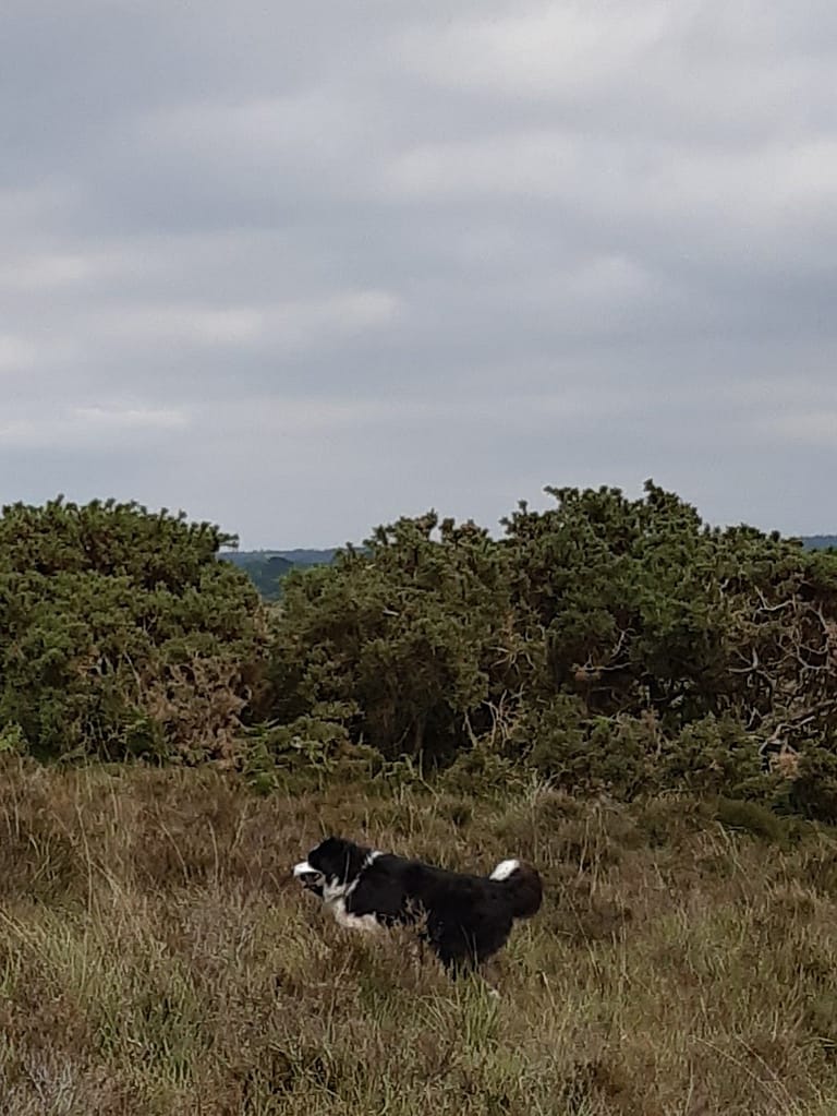 Cwtch Collie in the heather