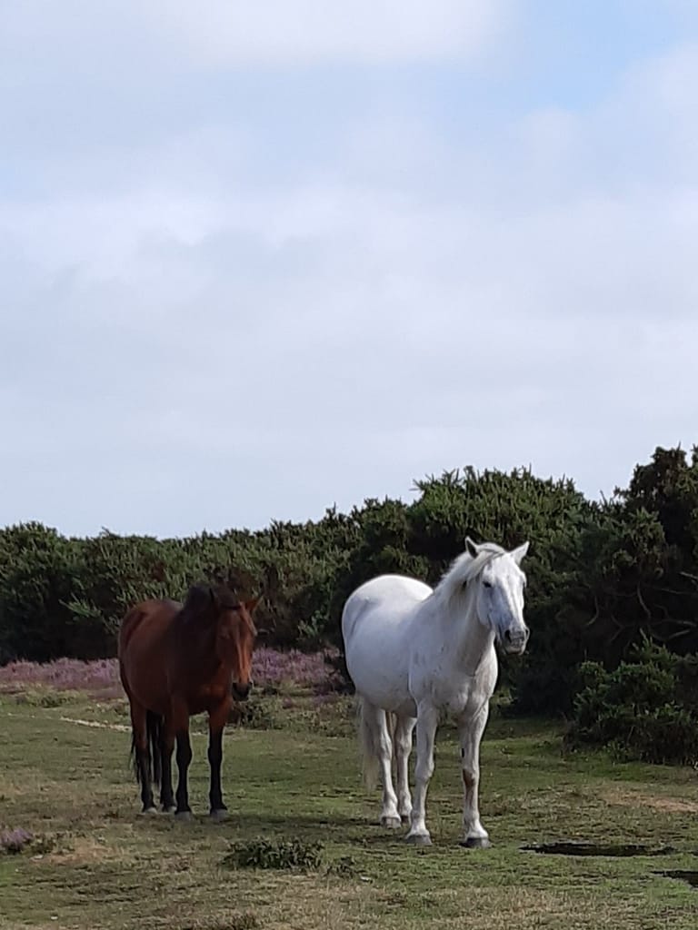 New Forest ponies