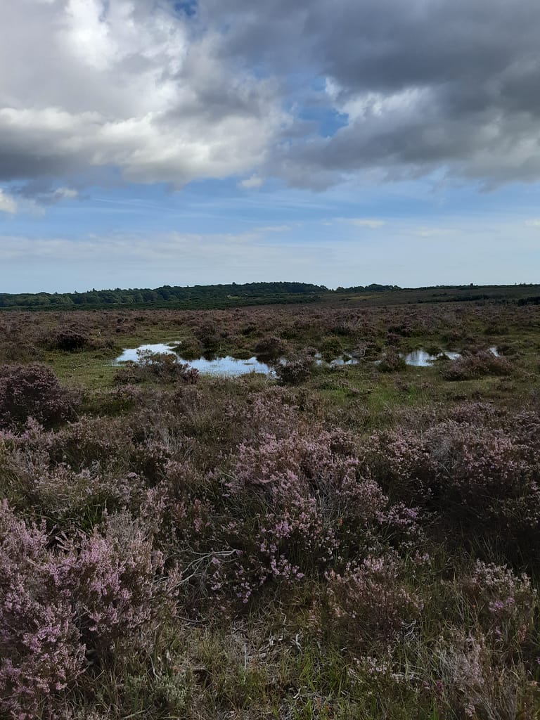 towards Rhinefield
