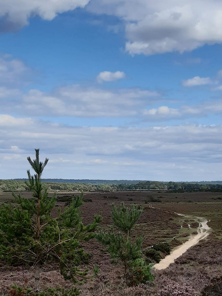 tracks across Hincheslea Moor