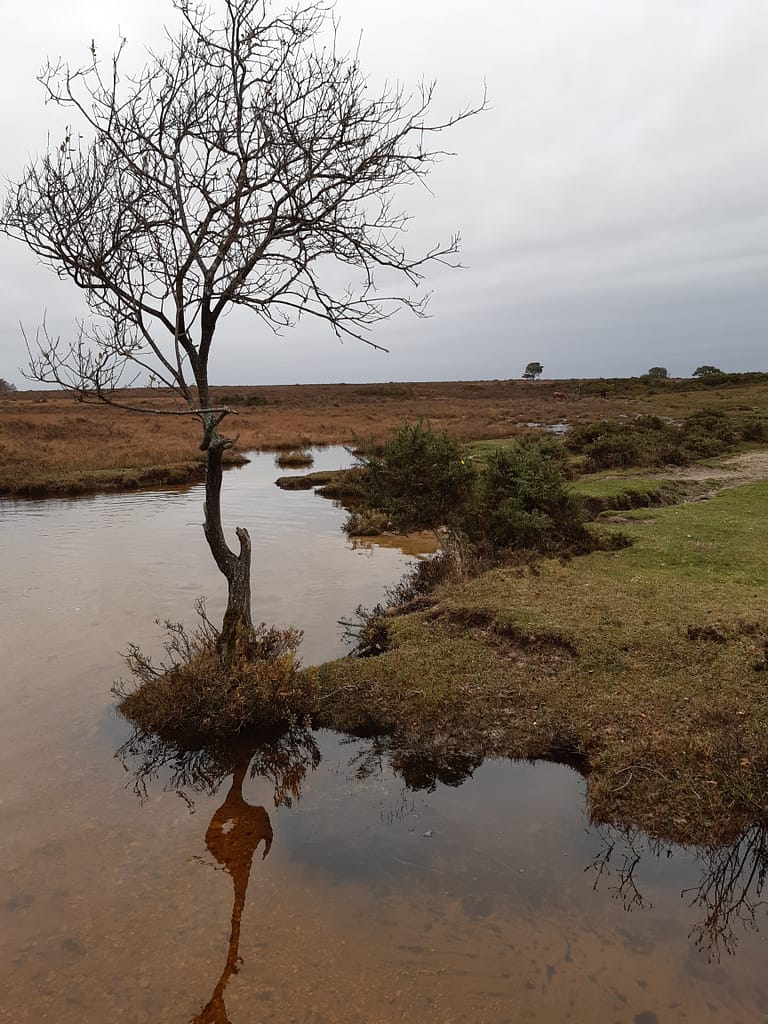 Crockford stream in winter