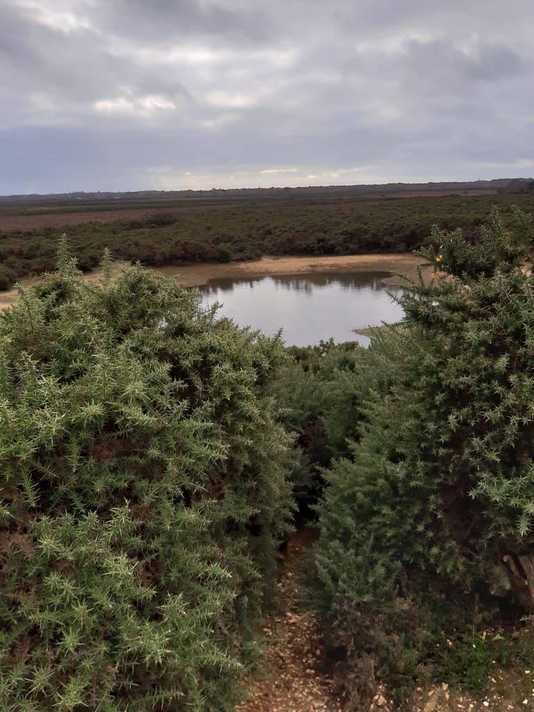 pond on the heath