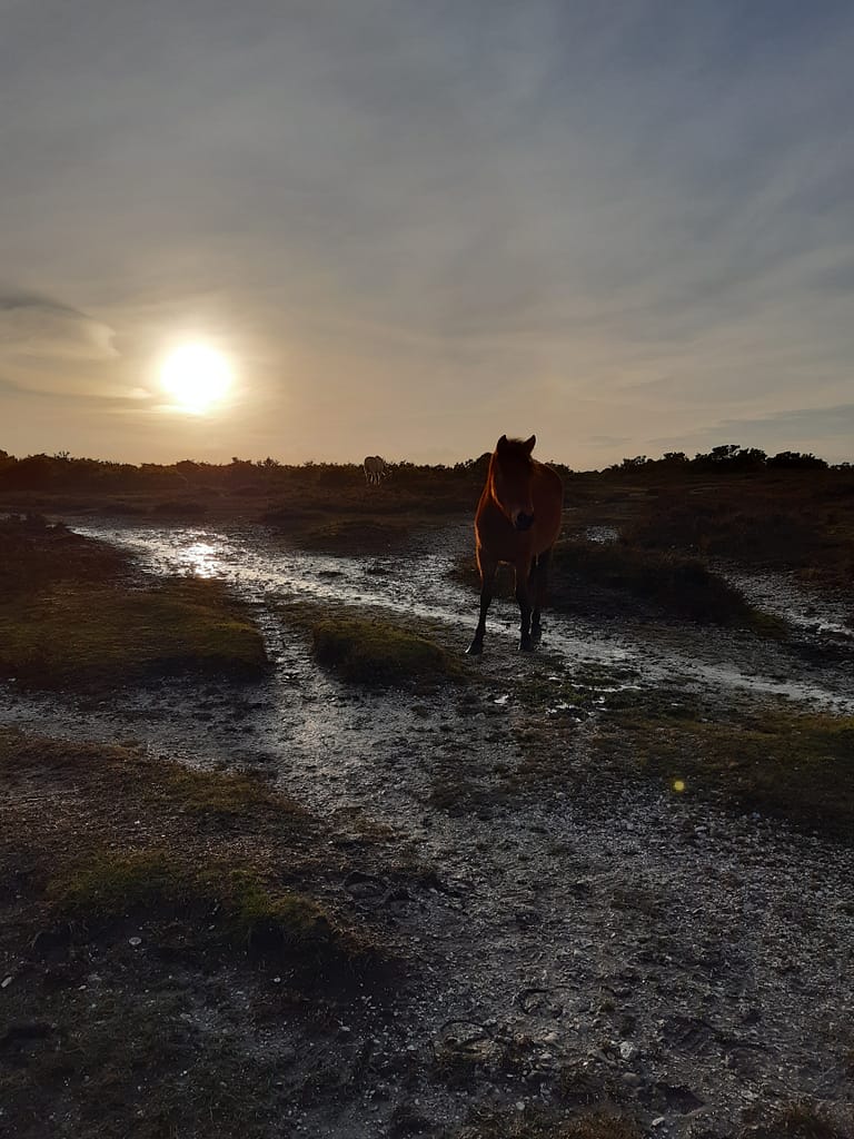 friendly New Forest pony