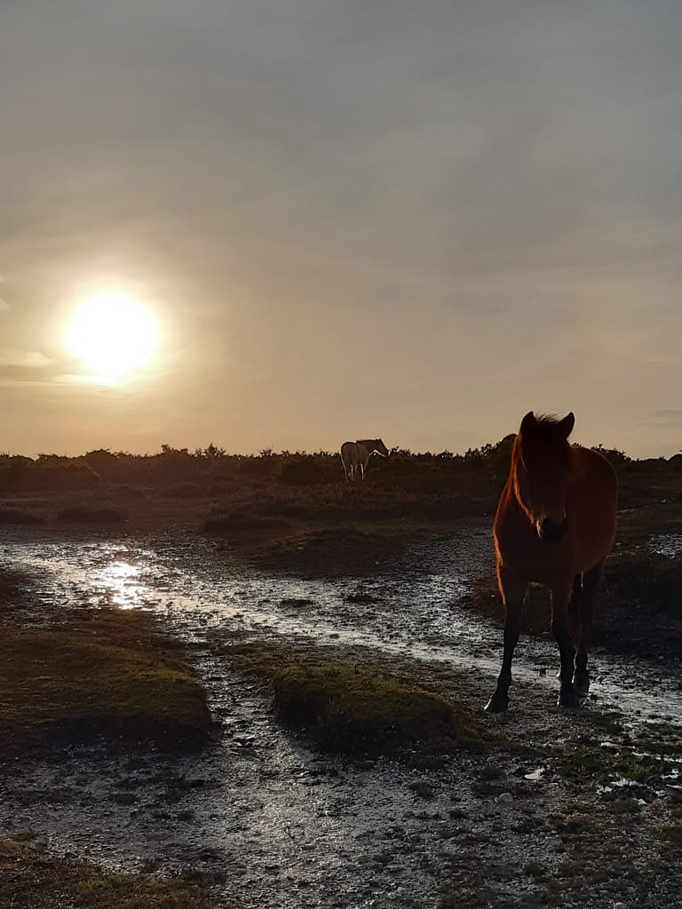 winter sunset
