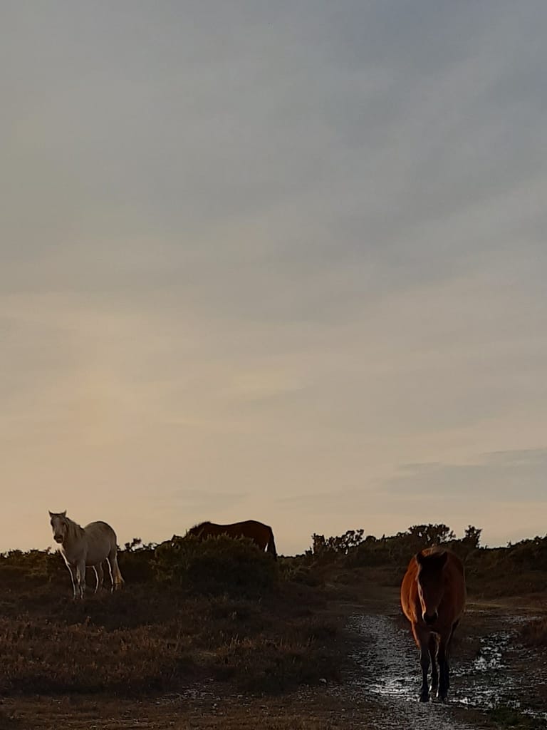ponies at dusk