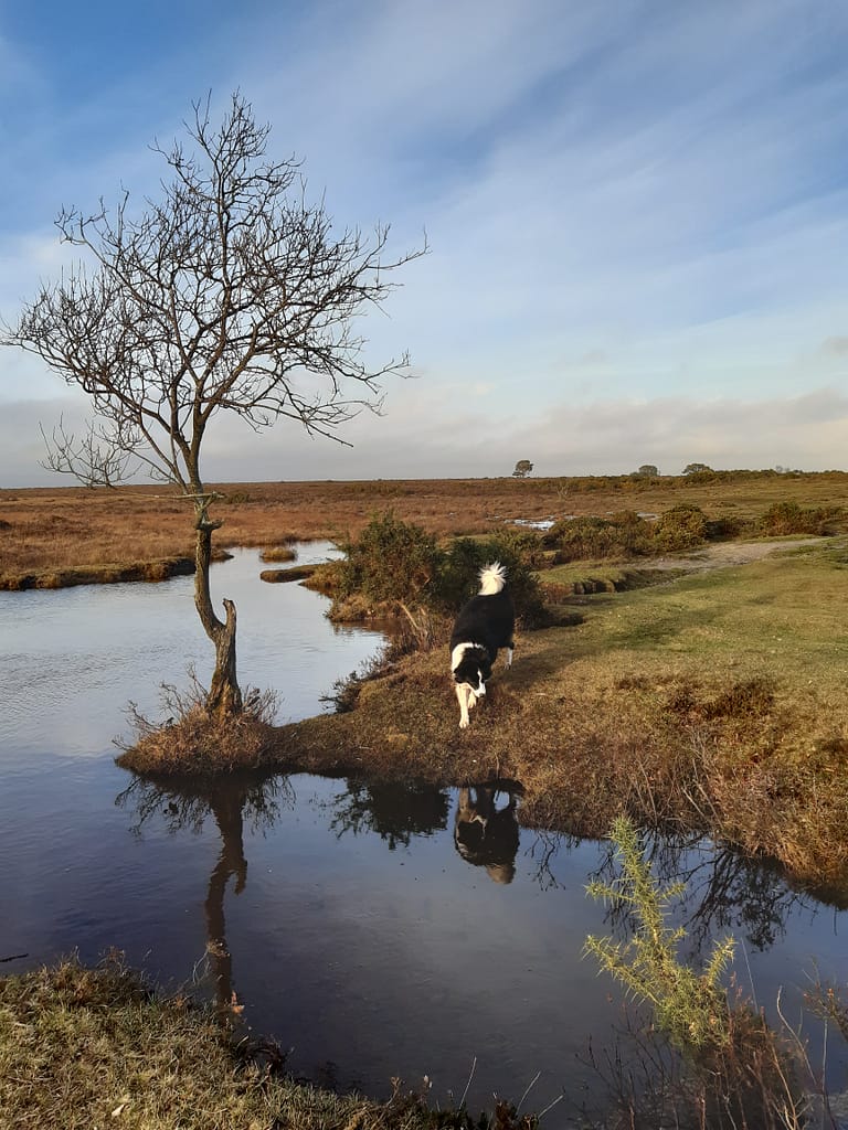 playing at the stream