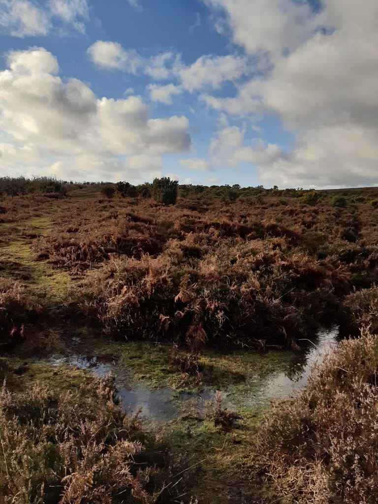 Crockford heathland