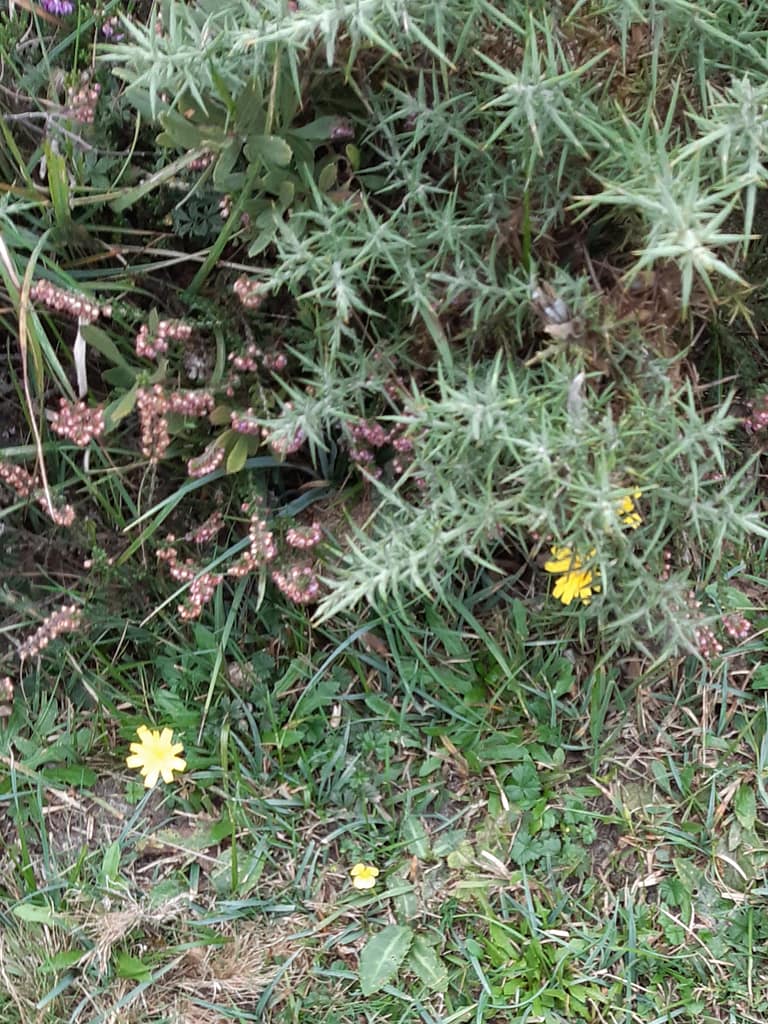 flora on the heathland