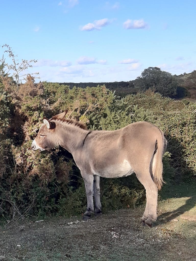 donkey nibbling gorse