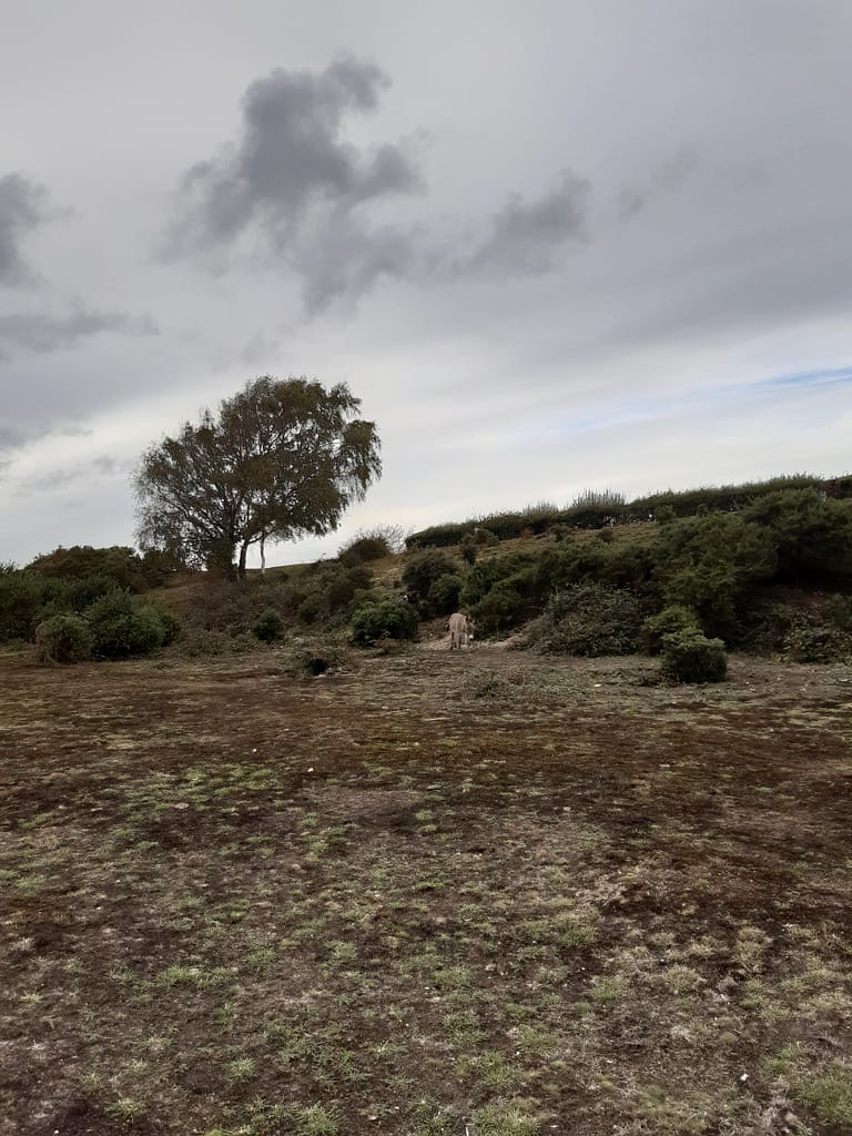 old pit at Bull Hill