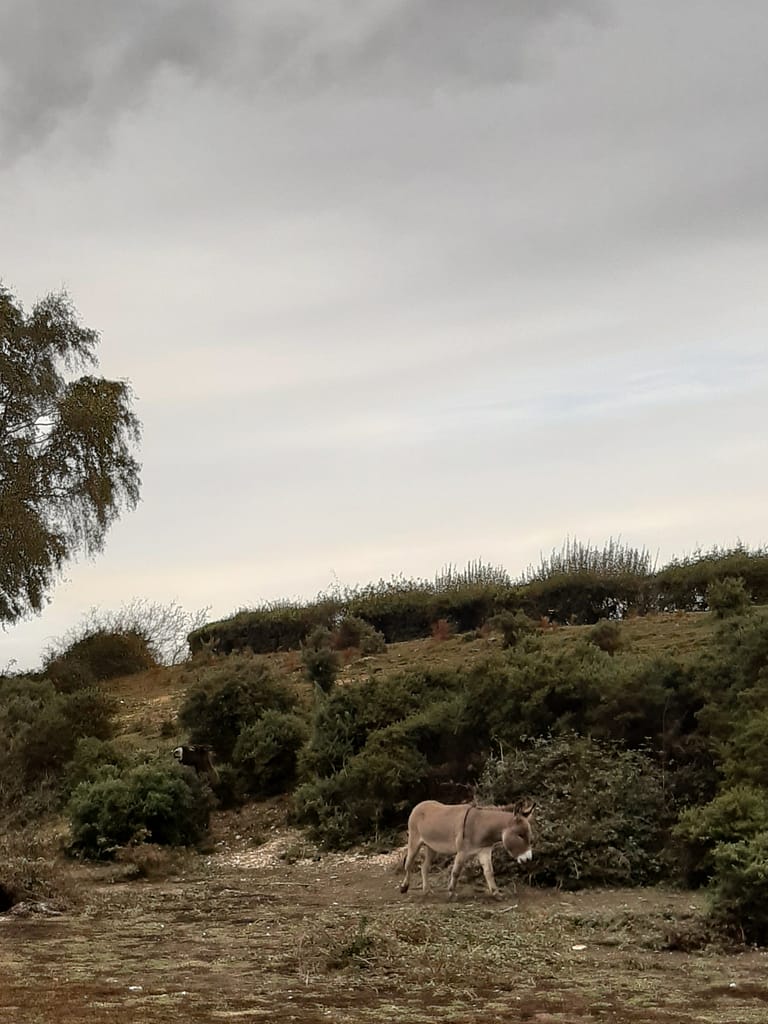 new Forest donkey