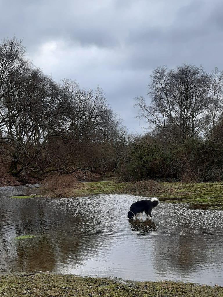 Cwtch Collie in flooded pit
