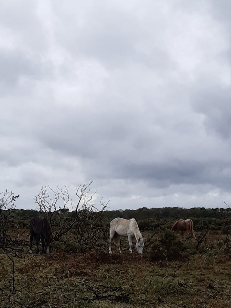 New Forest ponies