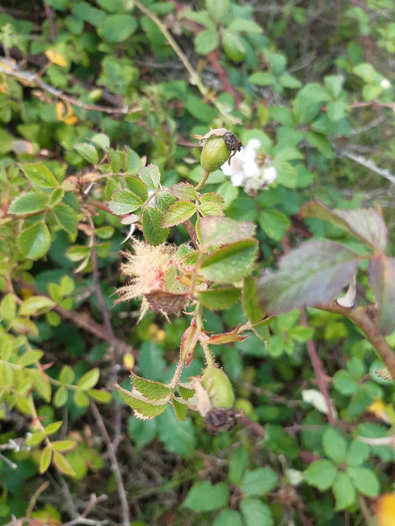 heath roses