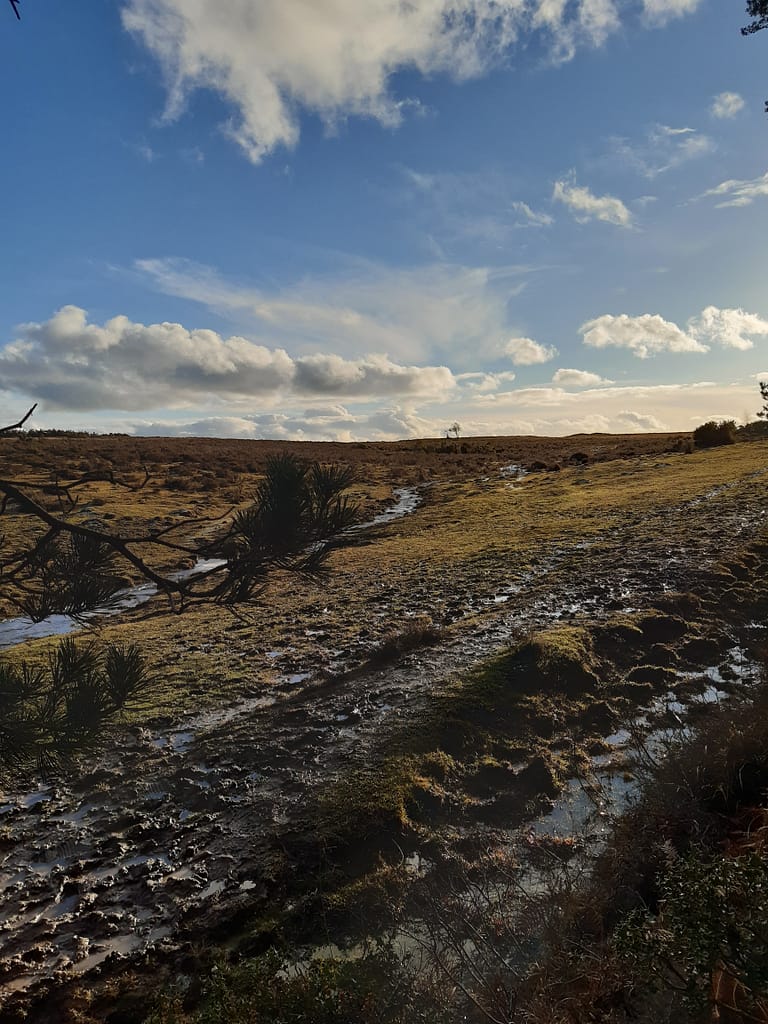 muddy heathland alongside the woods