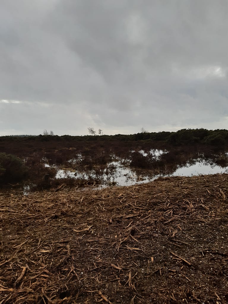 gorse remains