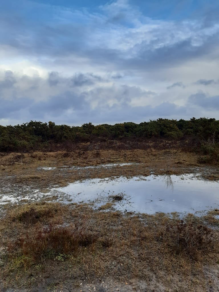 wet heathland
