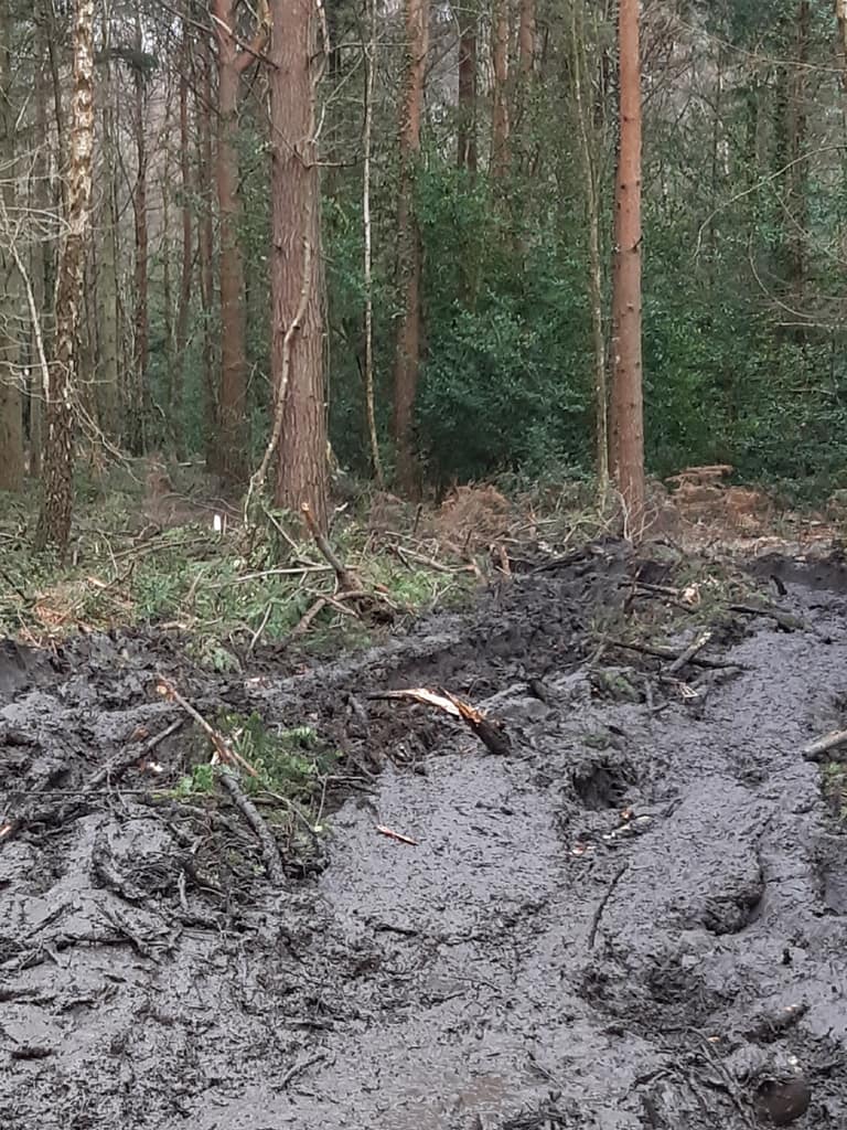 main pathway after felling machinery has been through!