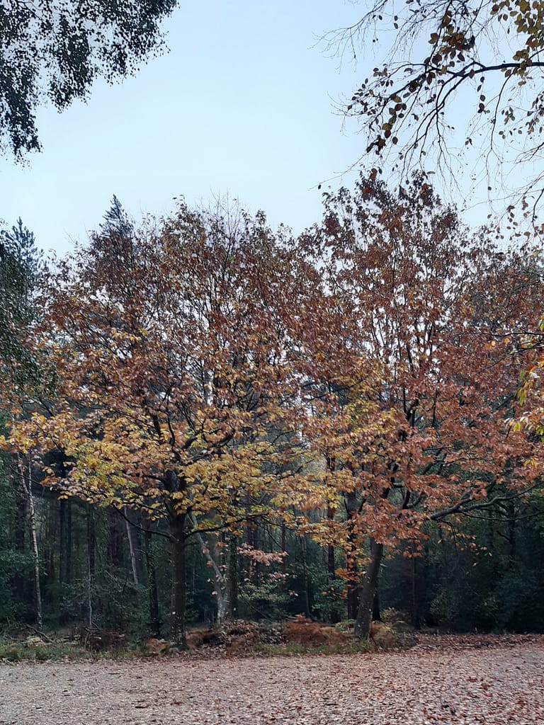 winter colour