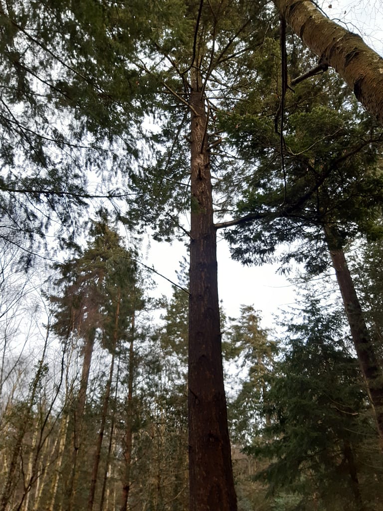 conifers above