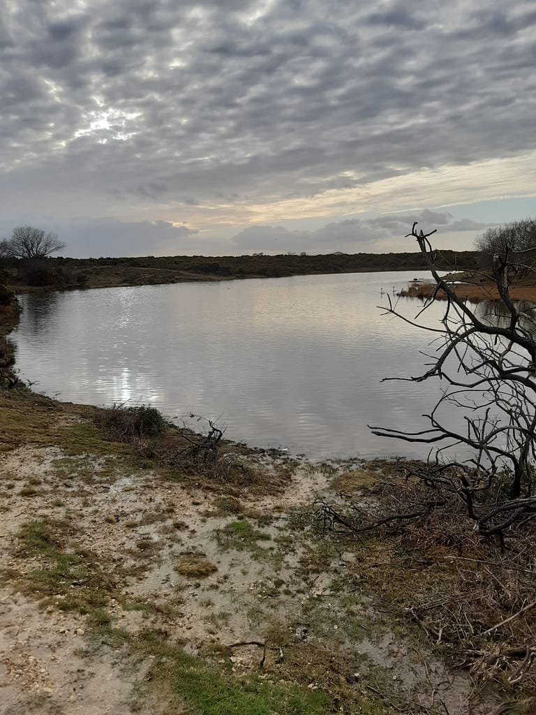 larger pond