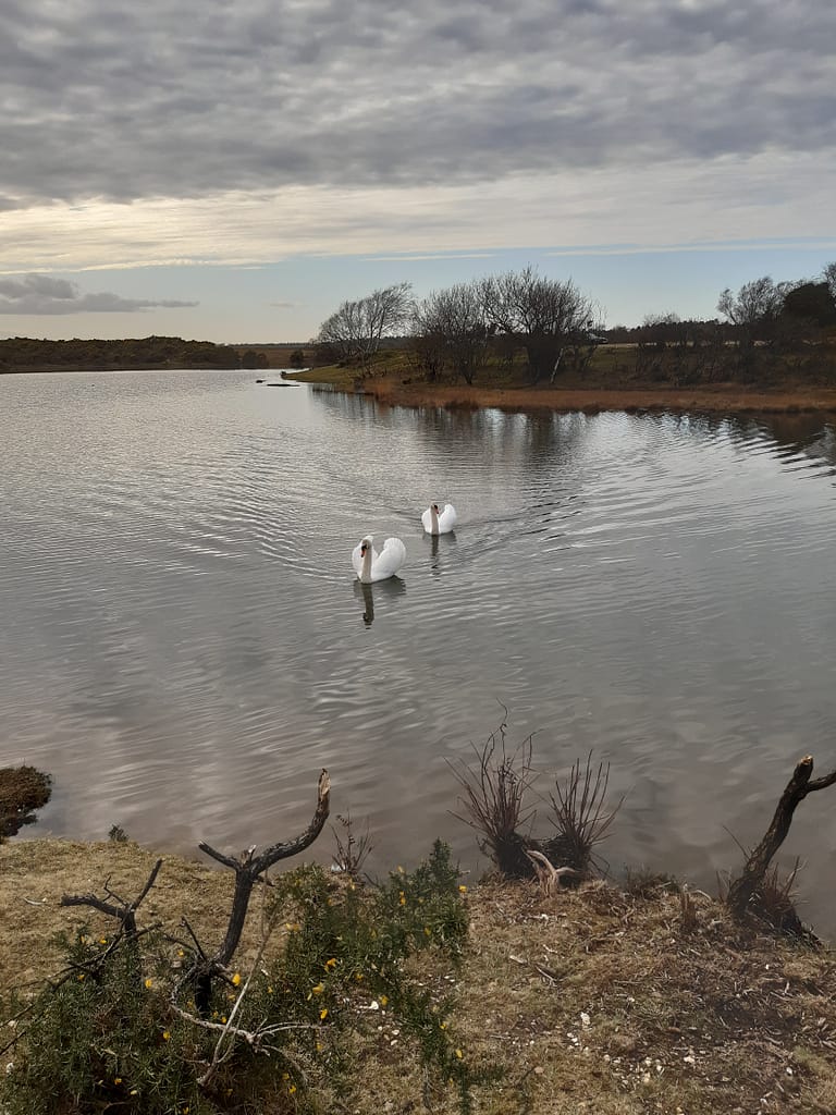 swans at Hatchet pond