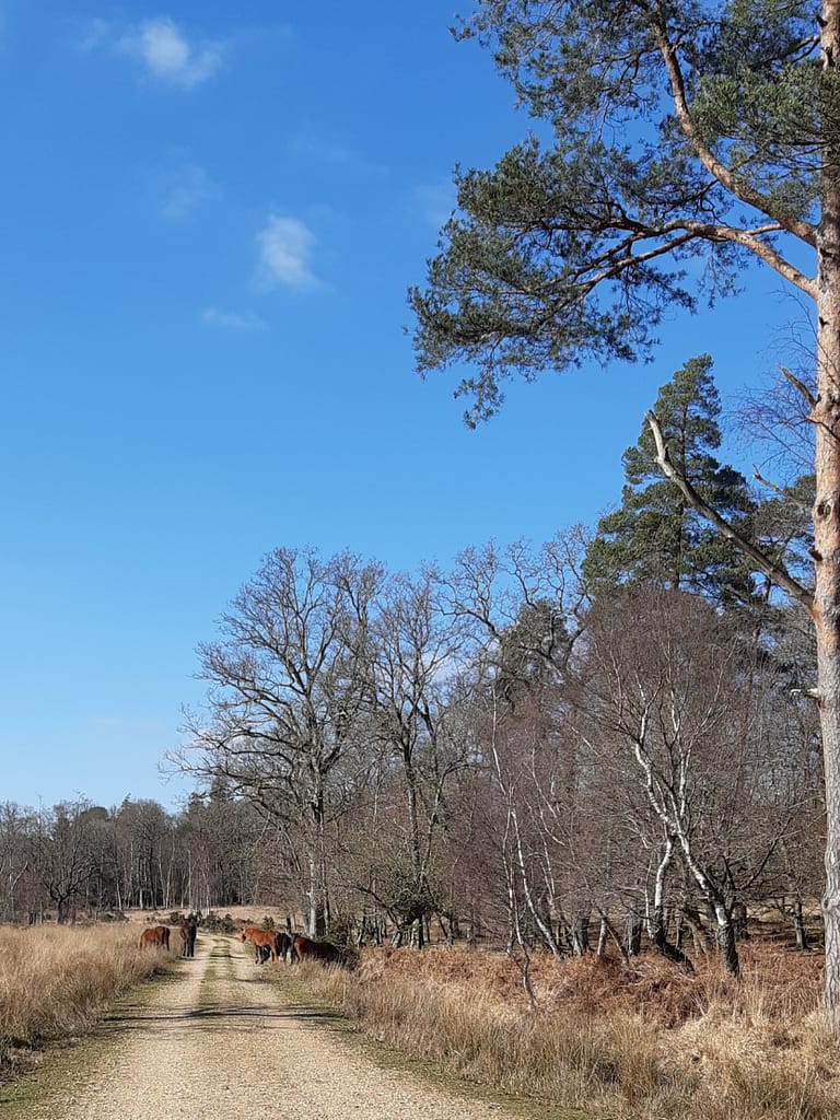 forest track