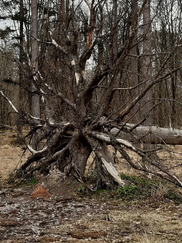 fallen tree