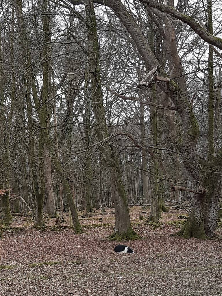 Cwtch Collie