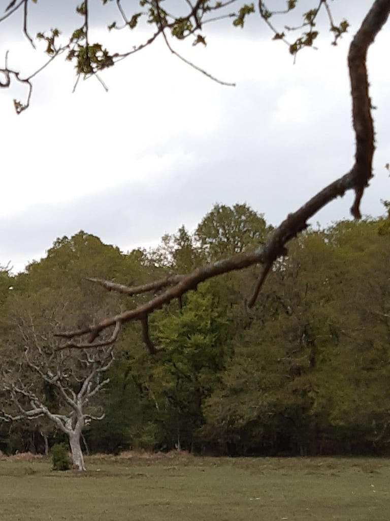 distant stag