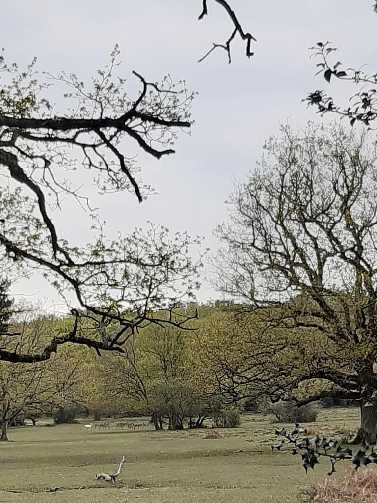 white deer amongst the distant herd