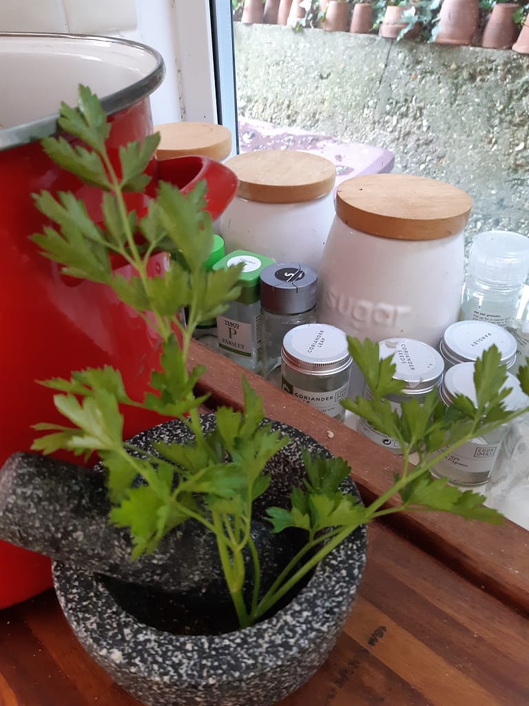 parsley
