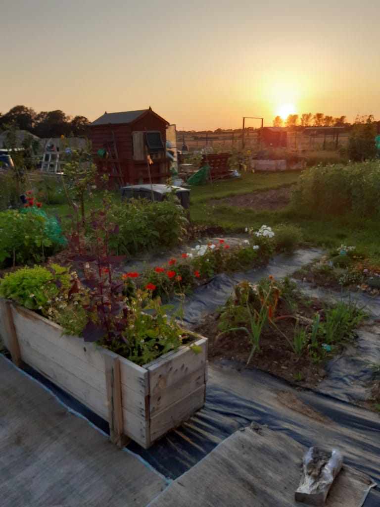 Alexandra meadows sunset