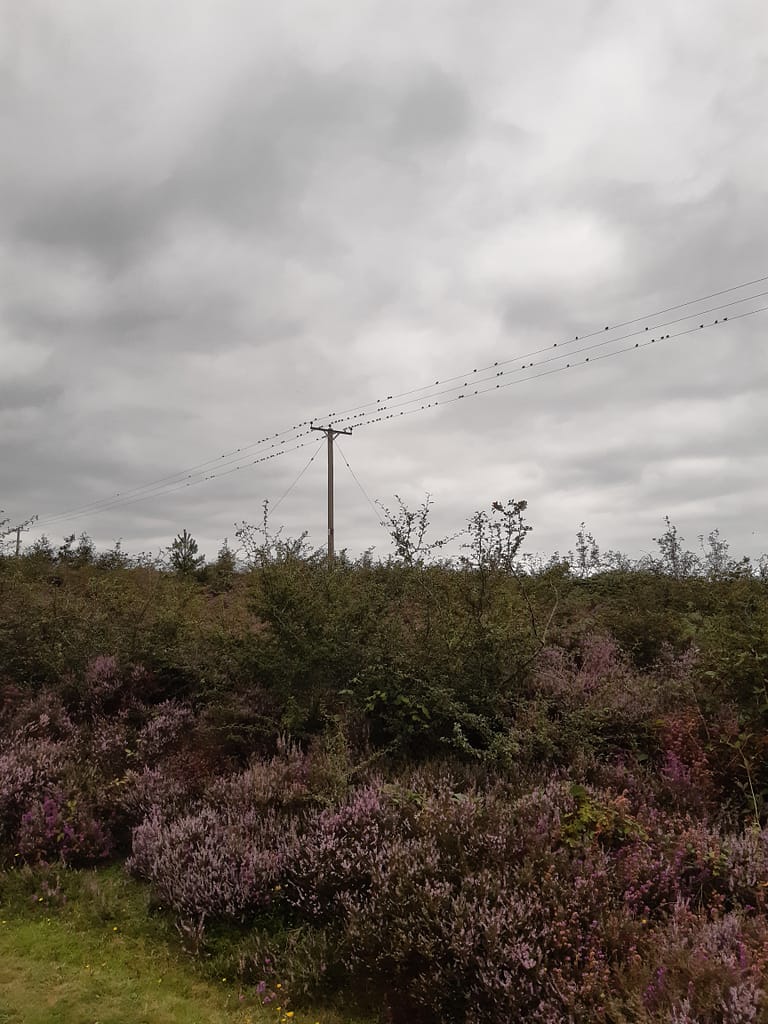 birds on the wire