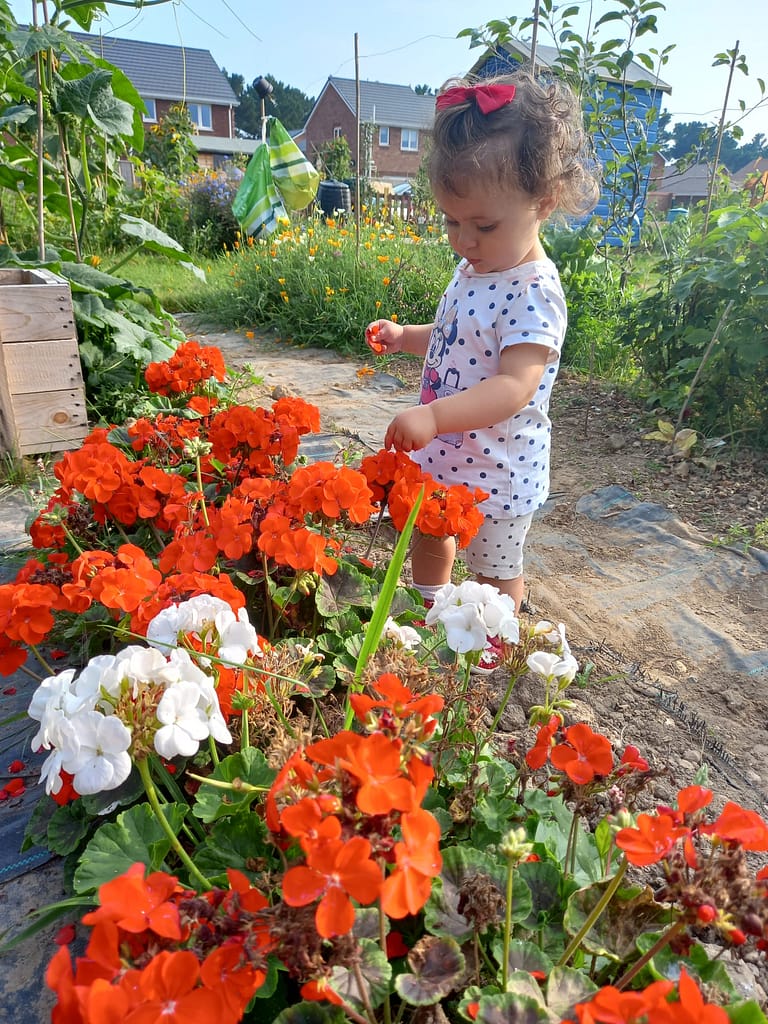 checking the geraniums