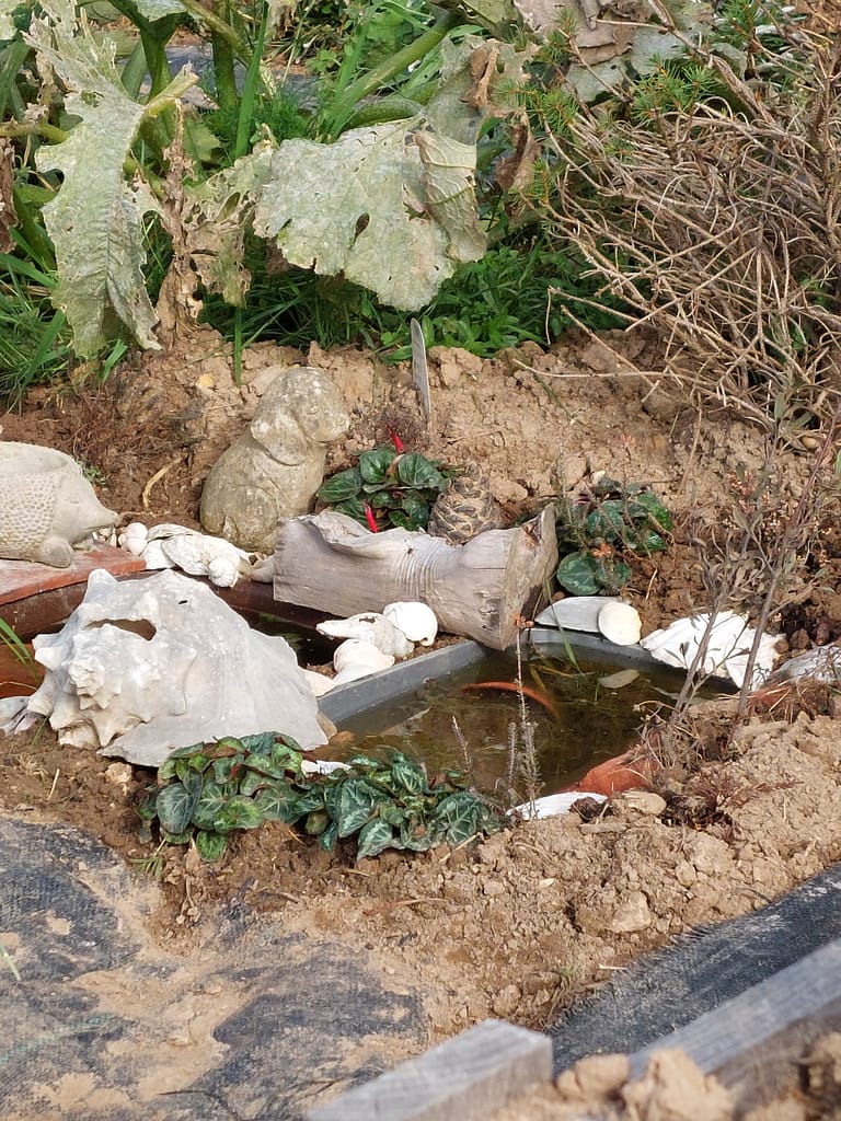 mini wildlife ponds