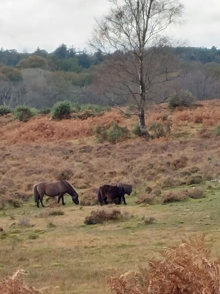new Forest ponies
