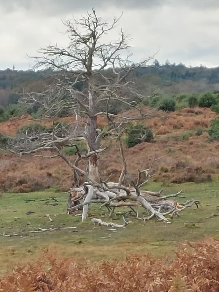 lightning struck tree towards Yew Tree Bottom