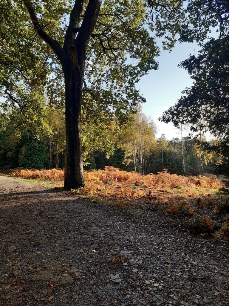 Wilverley main tracks