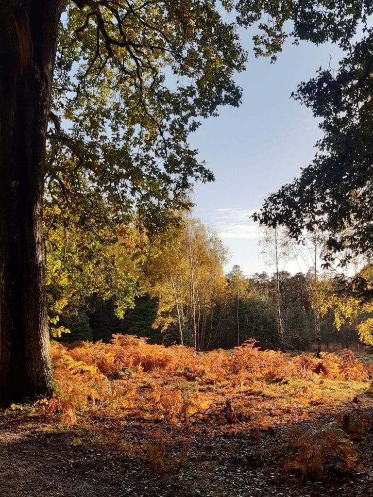 Wiverley in autumn