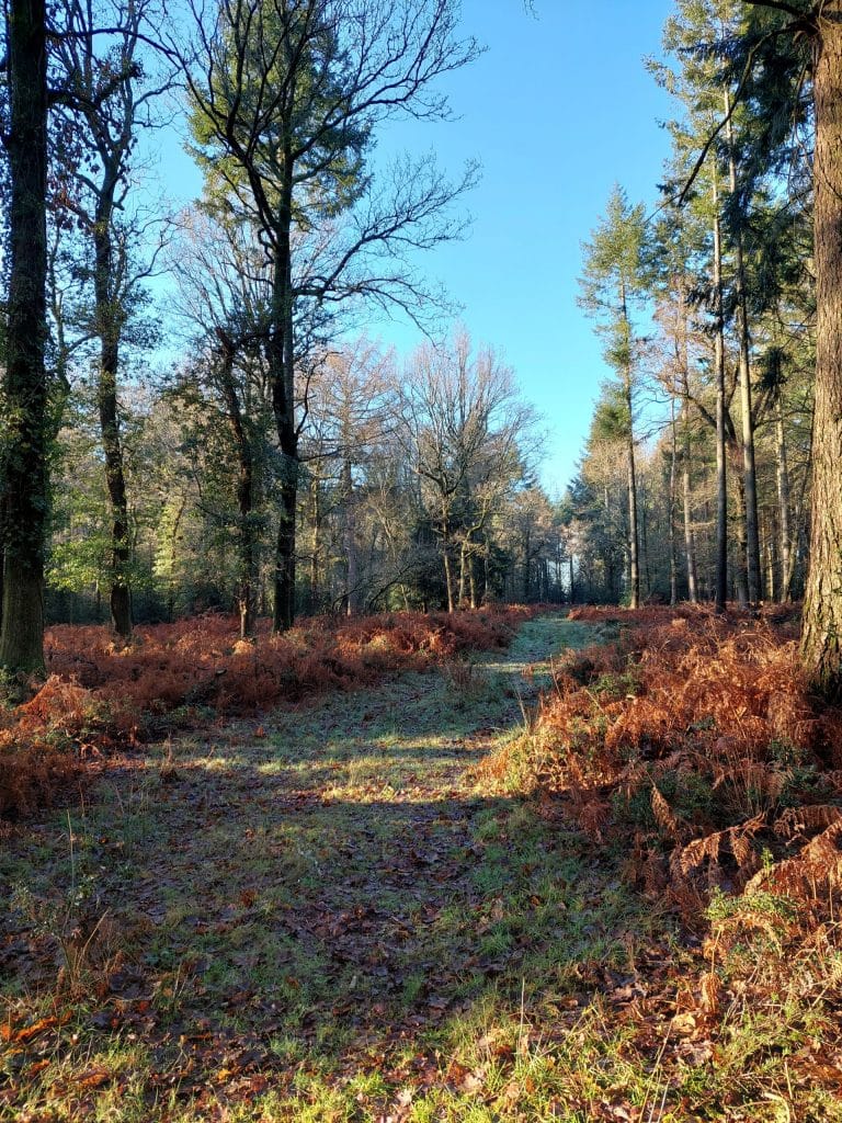 autumn tones