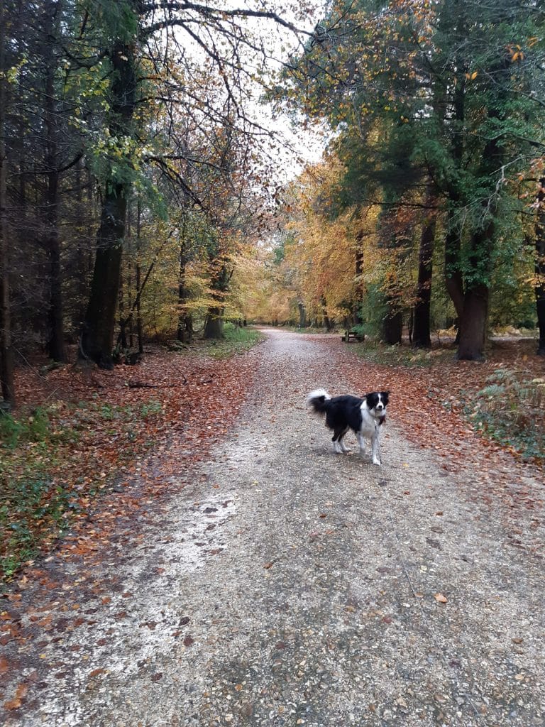 Cwtch Collie in Broadley