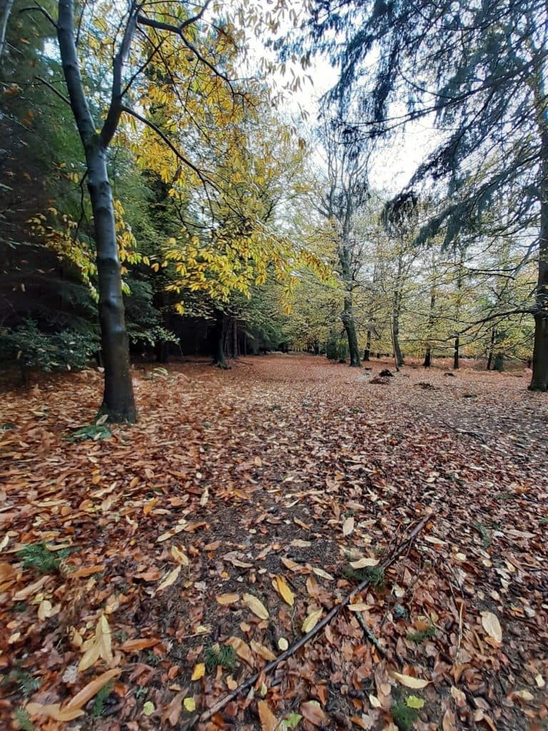 autumn leaves