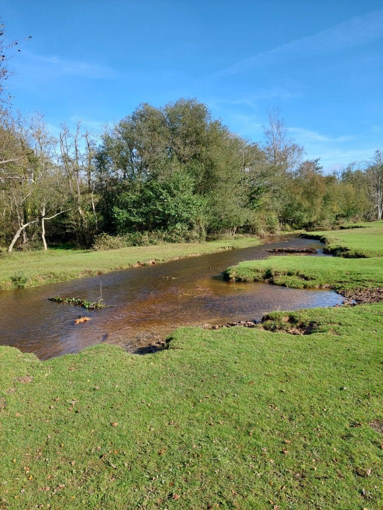 yew tree bottom stream from Broadley side